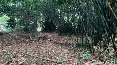 Kuru yapraklı yeşil bambu ormanı ve düşen bambu kütüğü, güzel ve sakin, gizemli ve efsanevi sahne