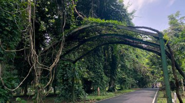 Ağaçlar, yeşil otlar ve Asya tropikal yağmur ormanlarıyla çevrili ormanda yürüyüş yolu.