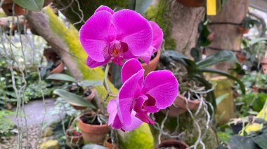 Mor güve orkideleri ya da Phalaenopsis amabilis, bahçede beyaz ve pembe orkide. Orkide arka planı. Bahçedeki doğal arka plan, çiçek ve taze çiçekler.