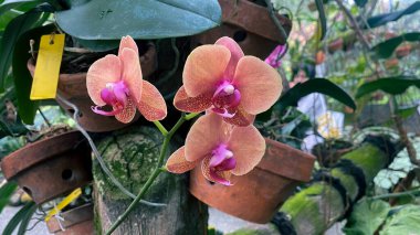 Pembe ve şeftalili Phalaenopsis veya güve dendrobium orkidesi kış veya ilkbahar günü tropikal veya botanik bahçesinde. Güzel Anggrek çiçekleri. Seçici odak.
