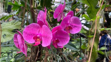Mor güve orkideleri ya da Phalaenopsis amabilis, bahçede beyaz ve pembe orkide. Orkide arka planı. Bahçedeki doğal arka plan, çiçek ve taze çiçekler.