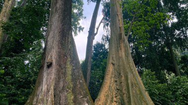 İki büyük ağaç yan yana. Ağaçlardan biri Meranti ya da Shorea leprosula Miq ve banyan ağacı ya da Ficus albipila Miq King ağacıdır. Bogor 'da Çift Ağacı