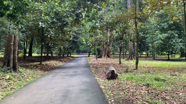 Ormanın ortasındaki ya da parkın ya da bahçenin ortasındaki boş yol, tropikal yağmur ormanlarında uzun ağaçlı asfalt yol