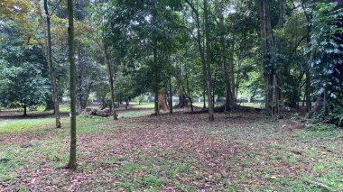 Ormanın ortasında bir patika olan bir orman..