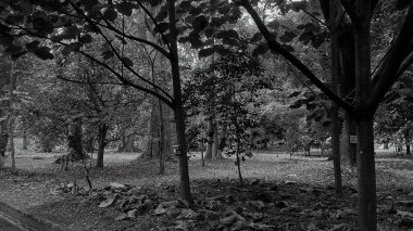 Siyah beyaz resimli gizemli ormanlar, ürkütücü ve korkutucu manzaralar, cadılar bayramı için klasik orman arka planı