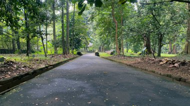 Ormanın ortasındaki ya da parkın ya da bahçenin ortasındaki boş yol, tropikal yağmur ormanlarında uzun ağaçlı asfalt yol