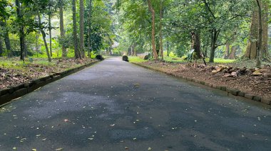 Ormanın ortasındaki ya da parkın ya da bahçenin ortasındaki boş yol, tropikal yağmur ormanlarında uzun ağaçlı asfalt yol