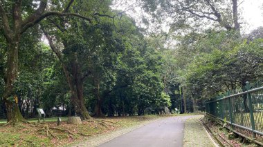 Ormanın ortasında, uzun ağaçlarla kaplı bir köy yolunda, boş sokak asfaltı hiçbir yere götürmüyor, çitlerle çevrili.