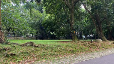 Şehir parkı ya da yeşil açık alan, uzun ağaçlar ve boş çim tarlaları, güzel bir yer.