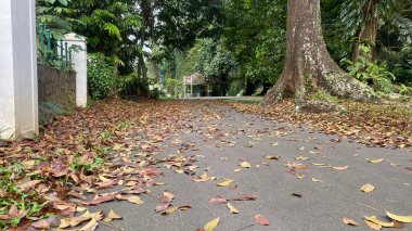 Gri asfalt üzerinde sarı yapraklar, düşmüş yaprakların arka planı. Ormanın ortasında asfalt yol