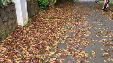 Gri asfalt üzerinde sarı yapraklar, düşmüş yaprakların arka planı. Ormanın ortasında asfalt yol