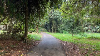 Ormanın ortasında çakıllı bir yol ve sisin ortasına doğru yükseliyor. Yanlarda düşen yapraklar ve yeşil çimenler var.