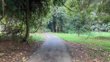 Ormanın ortasında çakıllı bir yol ve sisin ortasına doğru yükseliyor. Yanlarda düşen yapraklar ve yeşil çimenler var.