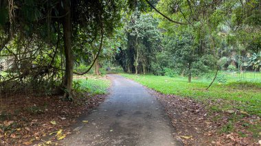 Ormanın ortasında çakıllı bir yol ve sisin ortasına doğru yükseliyor. Yanlarda düşen yapraklar ve yeşil çimenler var.