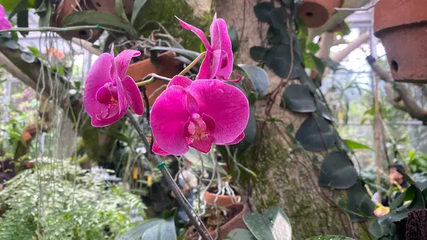 stock image purple moth orchids or Phalaenopsis amabilis, white and pink orchid in the garden. Orchid background. Natural Background on garden, blooming and blossom fresh flowers