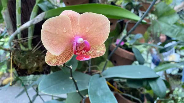 stock image Pink and peach Phalaenopsis or Moth dendrobium Orchid flower in winter or spring day at tropical or botanical garden. beautiful Anggrek flowers. Selective focus.