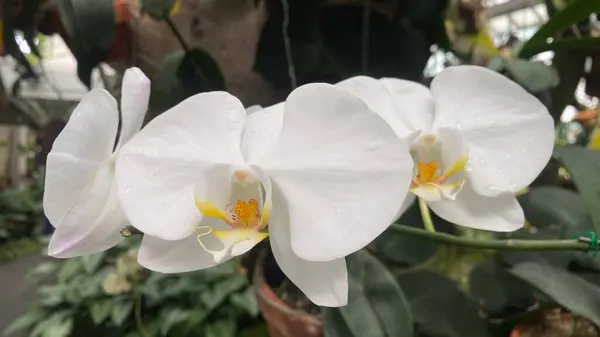 Beyaz orkidelerin çiçek açmasına yakın. Botanik bahçesindeki güzel beyaz orkide. Phalaenopsis orkide çiçeğinin beyaz taç yaprakları, seçici odaklanma.