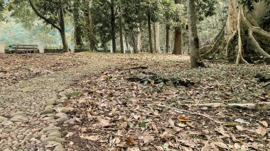 Tropikal yağmur ormanlarının ortasında, yosunlarla kaplı taş çakıl taşlarından yapılmış patika yolu, klasik etki, destansı manzara