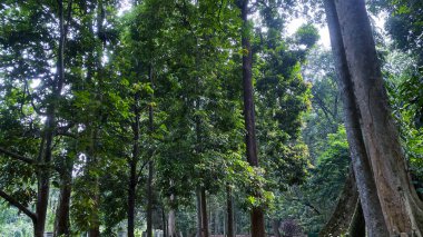 Yeşil yapraklı, ağaç tepecikli, tropikal yağmur ormanlı yağmur ormanı manzarası.