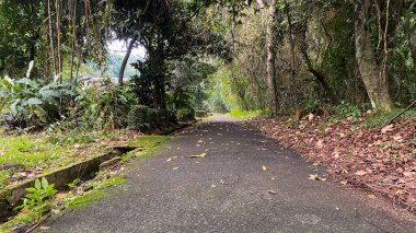 Ormanın ortasında yol kenarında kuru yapraklar, sonbahar manzarası. Romantik ve gizemli yol kenarı, yeşil orman arka planına sahip asfalt dokusu