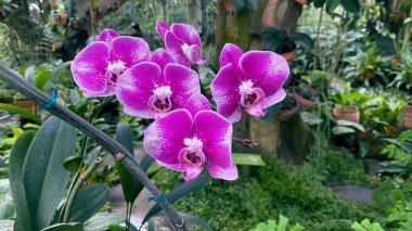 Mor güve orkideleri ya da Phalaenopsis amabilis, bahçede beyaz ve pembe orkide. Orkide arka planı. Bahçedeki doğal arka plan, çiçek ve taze çiçekler.