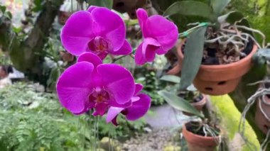 Mor güve orkidesi ya da falaenopsis amabilis görüntüsü, bahçede beyaz ve pembe orkide. Orkide arka planı. Bahçedeki doğal arka plan, çiçek ve taze çiçekler.