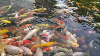 Japon bahçesindeki bir gölde yüzen renkli sazan balığı ya da koi balığı, Nishikigoi, Hiç Kimse, Ağır çekim, akıllı telefon görüntüleri için dikey video