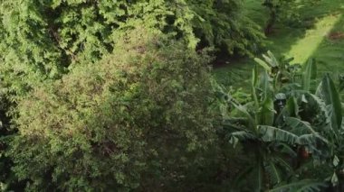 Muz ağaçları, büyük yeşil ağaçlar ve doğanın güzelliğini ve çeşitliliğini gösteren diğer tropikal bitkiler de dahil olmak üzere yeşil yapraklı verimli tropikal manzaralar.. 