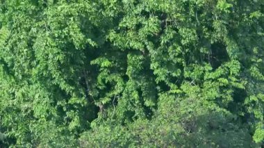 Rüzgarda sallanan büyük yeşil ağaçlar. Yaz ormanlarında uzun ağaçlar, tropikal ağaç görüntüleri, yeşiller.