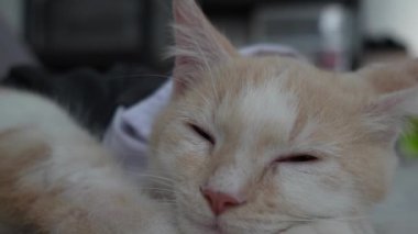 Uykulu küçük kedi. Sevimli kedi yavrusu, rahatla ve uyu, evdeki sevimli komik hayvanlar. Yumuşak sabah ışığı. Görüntüleri kapat