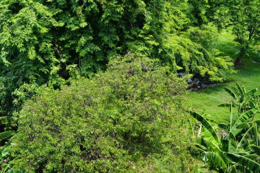 Çalı ve muz ağacı olan tropik yeşil bir ağaç.