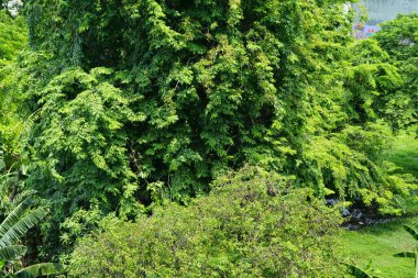 İnsansız hava aracı manzarası ya da kırsalda büyüyen ağaçlar ve çalılar ile muhteşem yeşil ormanların en üst görüntüsü
