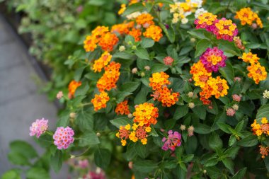 Sarı begonyalı saksılar ve yol kenarında yeşil yapraklı kaldırımlar yayaları ve kavşaktaki korkulukları koruyor.