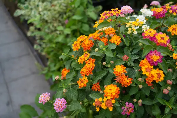 Kaldırımda güzel çiçekler, renkli çiçekler.