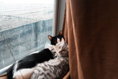 İki kedi hamakta uyuyor ve dinleniyor, şirin smokin ve tekir kedi.