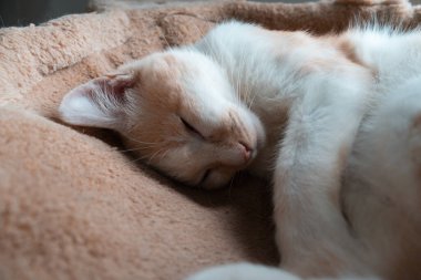 Sevimli uykucu kedi, hamak yatağında dinleniyor.