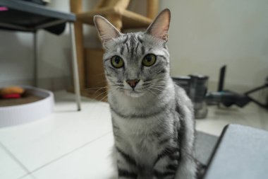 Evdeki gri halıda yatan tuhaf tekir kedi. Kedi yavrusunun portresi rahatlatıcı sevimli bir yüz.