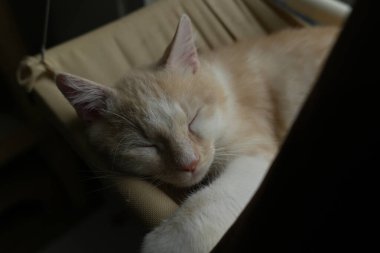 Hammoc 'ta uykulu, rahat bir kedi. Sevimli kedi yüzlü. turuncu ve beyaz kedi