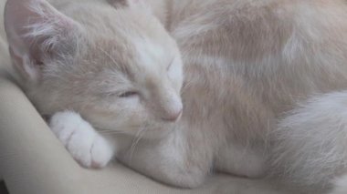 Şirin ev kedisi uyuyor ve rahatlıyor. Huzurlu uyuyan kedi yavrusu görüntüleri