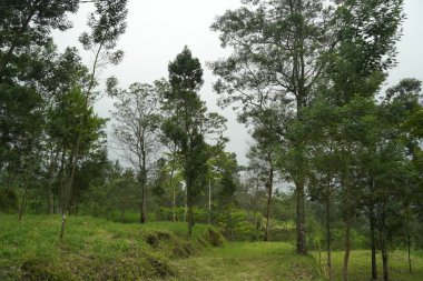 Ağaçlı tropik yağmur ormanı, Güney Doğu Asya 'da orman