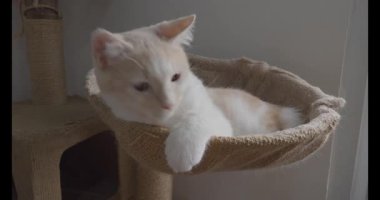 Şirin küçük kedi yavrusu, esneyen küçük kedi. Şekerleme yapan kedi yavrusu, evde yatağındaki komik hayvanlar. Yumuşak sabah ışığı. Görüntüyü kapat