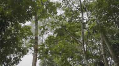 Rüzgâr yeşil ormanda estiğinde, ağaçların yaprakları sallanıyor çünkü rüzgar esiyor.