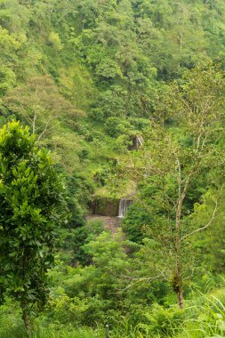 Dağlarda yüksek dağlar, yeşil ve yüksek ağaçlarla dolu.