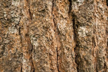 Doğal bir arkaplan için ormandaki ağaç kabuğunu kapatın. Bulanık arkaplanı olan ağaç gövdesi detayları