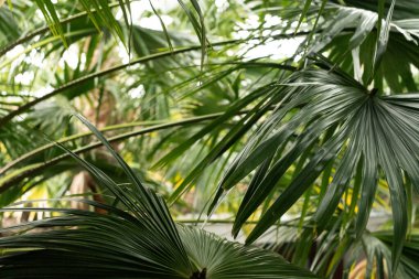 Yeşil tropikal yağmur ormanlarının yeşil filtreli yaprakları, ekoloji kavramı ve varış noktası ilerlemesi