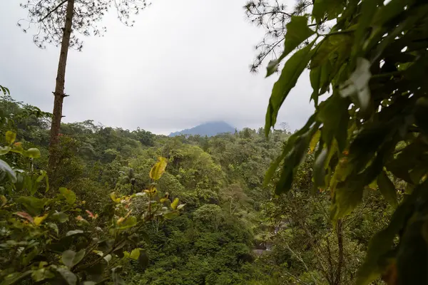 Arkasında bulutlar olan yemyeşil bir orman.