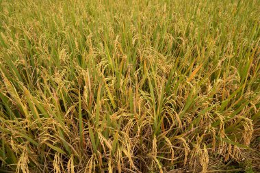 Bereketli altın çeltik tarlası hasat etmeye hazır, tarım ekonomisi ve gıda güvenliği kavramı