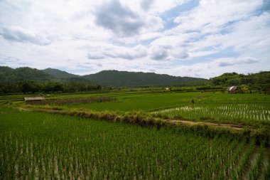 Temiz, parlak bir gökyüzünün altında yemyeşil arka planda dağ olan yemyeşil bir çeltik tarlası