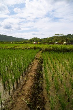 Güneydoğu Asya 'nın kırsal kesimindeki parlak tropikal güneşin altında teraslı yemyeşil pirinç tarlaları açılır.