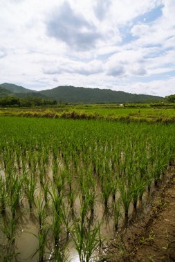 Temiz, parlak bir gökyüzünün altında yemyeşil arka planda dağ olan yemyeşil bir çeltik tarlası